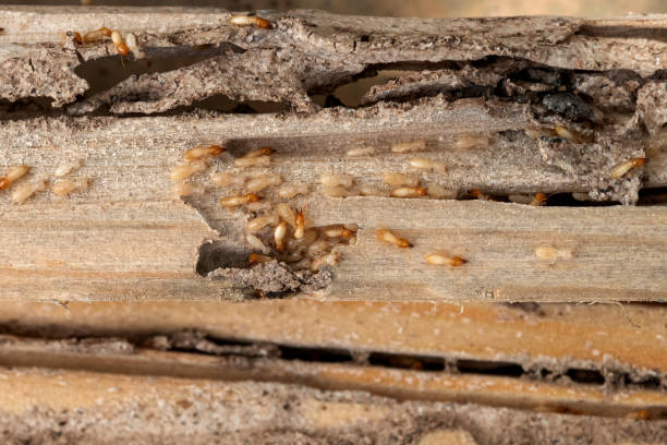 Best Emergency Pest Control  in Proctor, VT