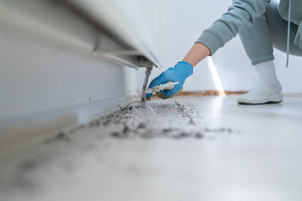Best Insect Control  in Proctor, VT